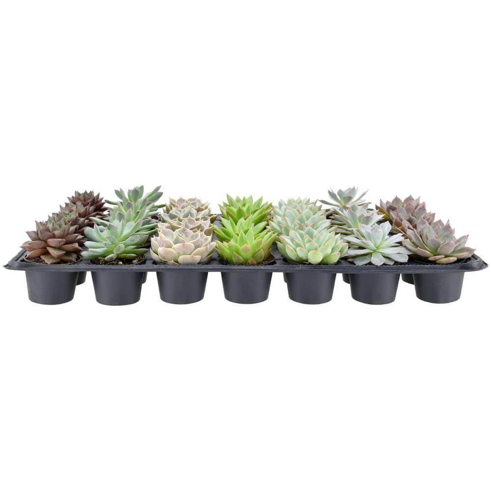 2 in. Mini Succulents in Black Grower Pot (28-Pack) - Hercitys