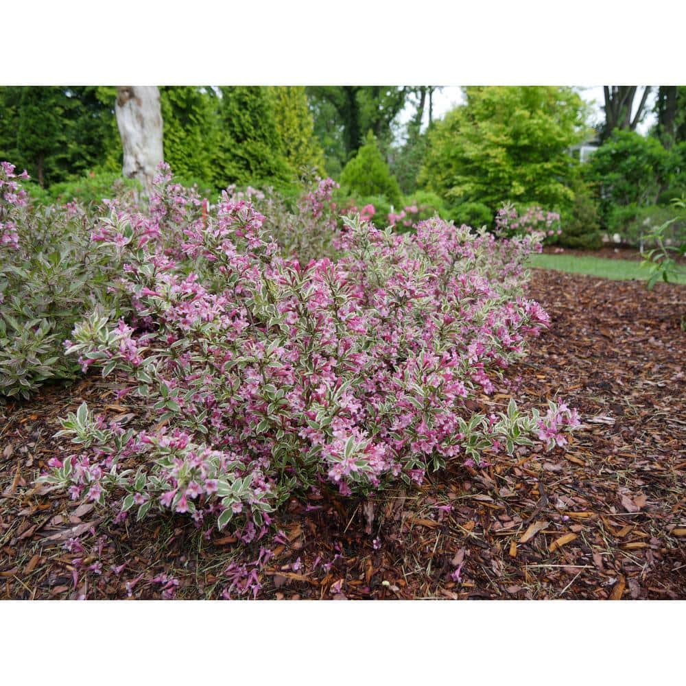 1 Gal. My Monet Purple Effect Weigela Live Plant, Purple Flowers - Hercitys