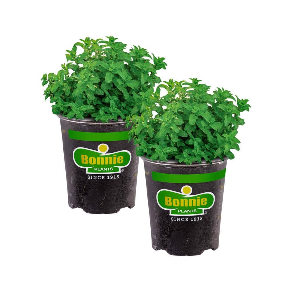 19 oz. Lemon Balm Herb Plant (2-Pack) - Hercitys