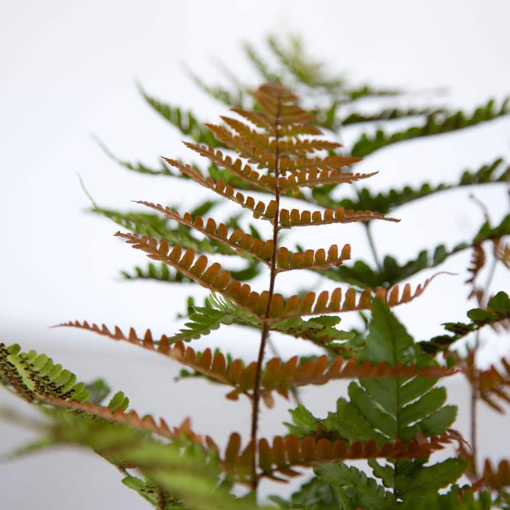 2.5 Qt. Autumn Fern, Live Evergreen Plant, Copper and Green Foliage - Hercitys