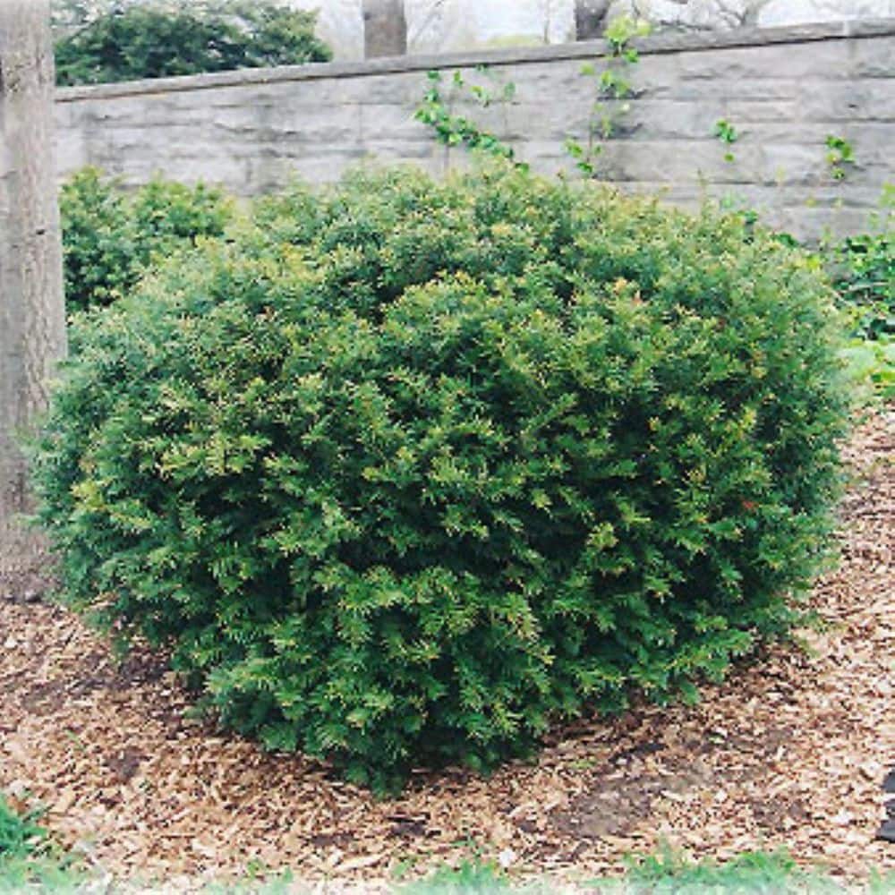 1.5 Gal. Dense Spreading Yew (Taxus) Live Shrub - Hercitys