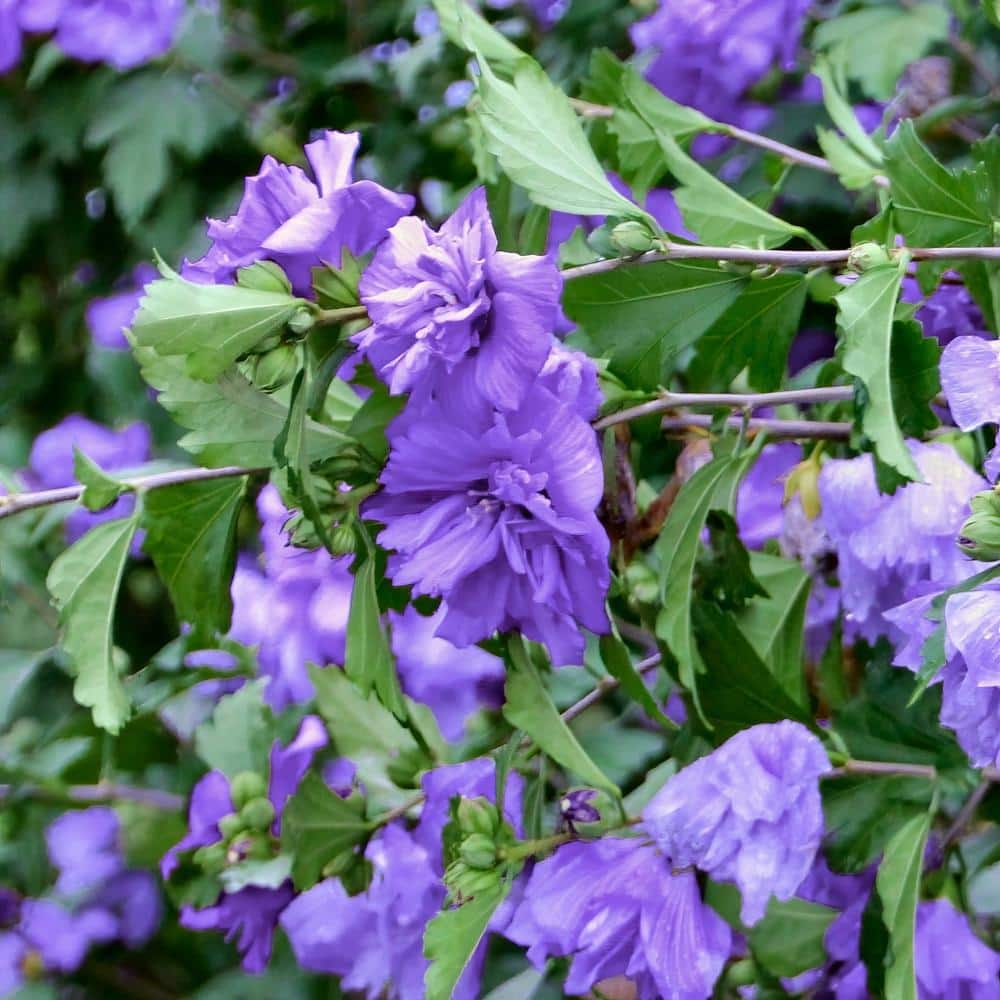 2 Gal. Hibiscus Blueberry Smoothie Shrub with Purple Flowers - Hercitys