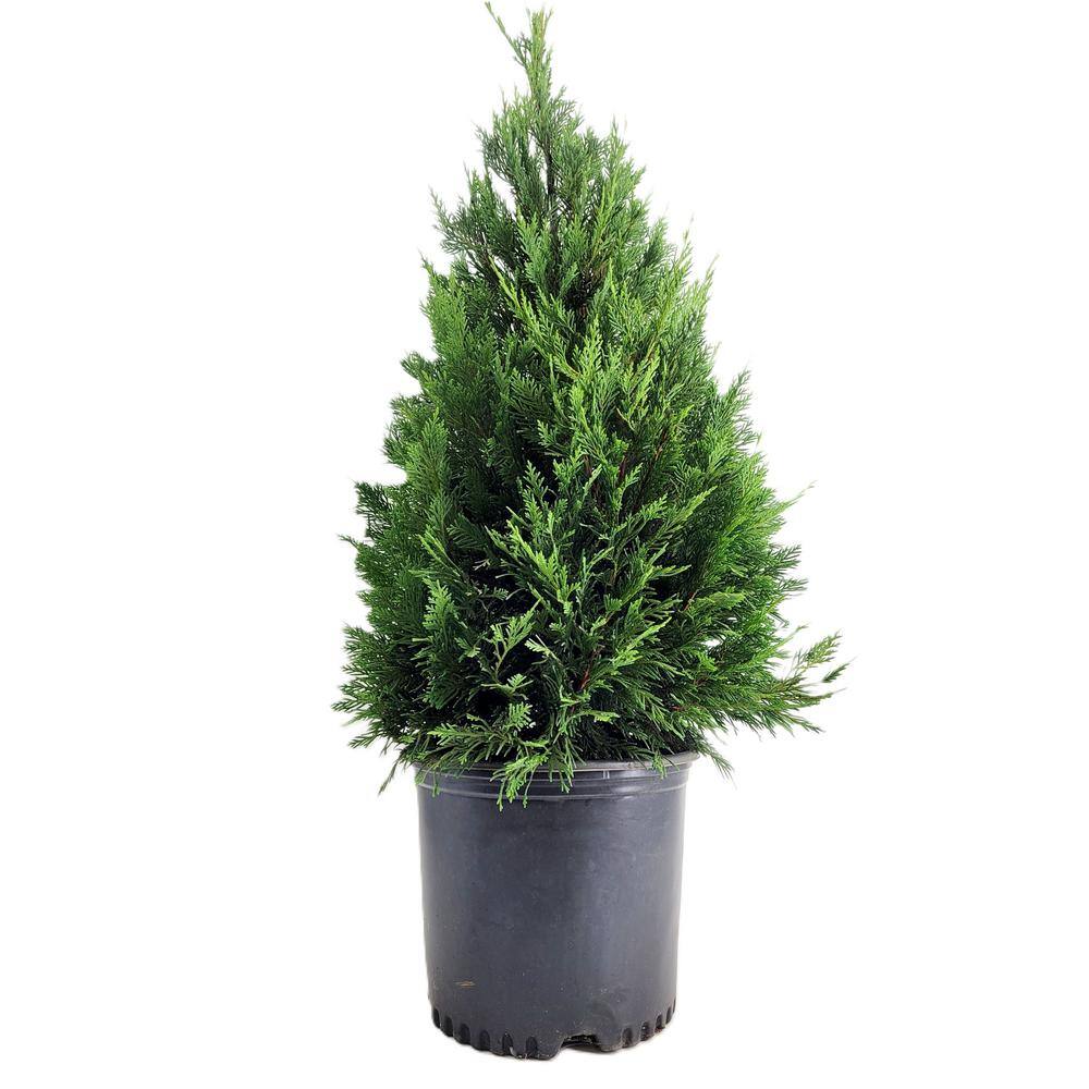3 Gal. Leyland Cypress (Cupressus Leylandii) Live Evergreen Tree, Lush Green Foliage - Hercitys