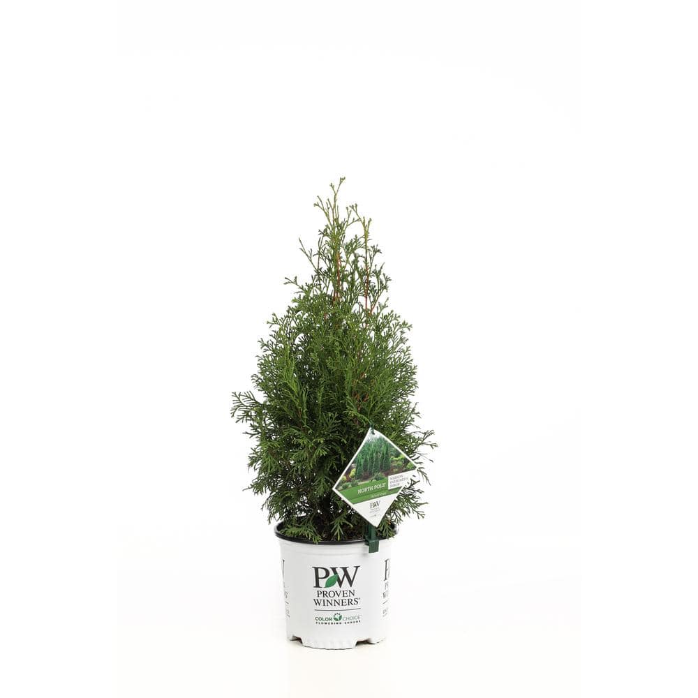 1 Gal. North Pole Arborvitae (Thuja) Live Evergreen Shrub, Green Foliage - Hercitys