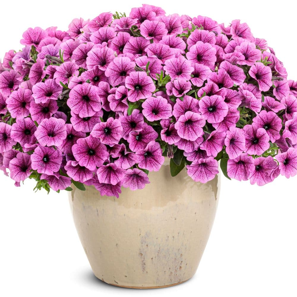 4.25 in. Eco+ Grande Supertunia Mini Vista Plum Veined (Petunia Hybrid) Live Annual Plant with Pink Flowers 4-Pack - Hercitys