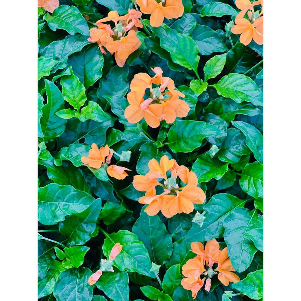 2.5 qt. Crossandra Orange Plant in Grower’s Pot (2-Packs) - Hercitys