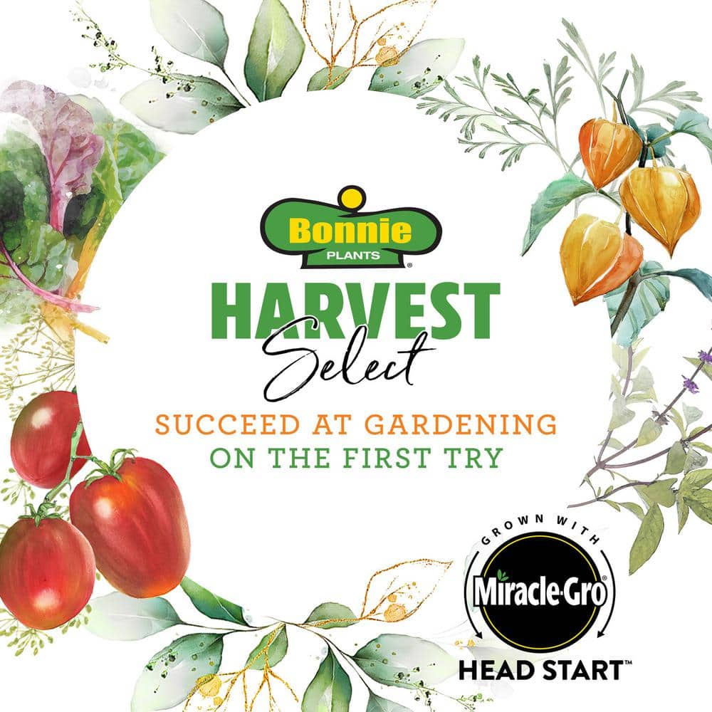 25 oz. Hot Burrito Pepper Plant (2-Pack) - Hercitys