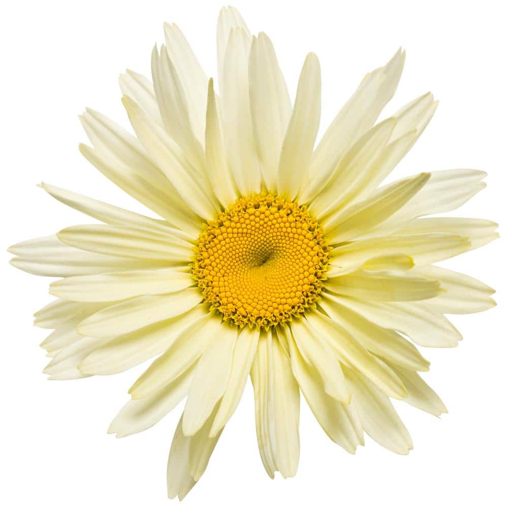4.5 in. Qt. Amazing Daisies Banana Cream Shasta Daisy (Leucanthemum) Live Plant in Yellow Flowers - Hercitys