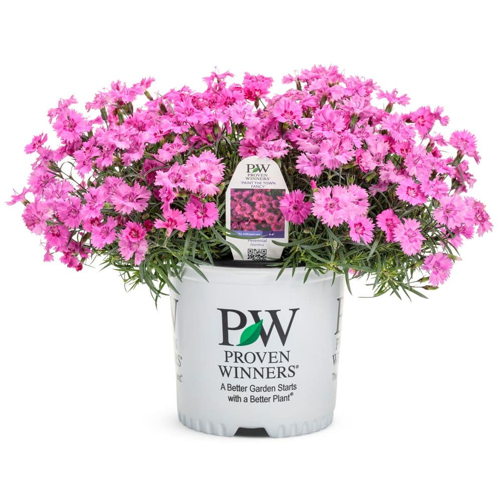 0.65 Gal. Paint the Town Fancy Pinks (Dianthus Hybrid) Live Perennial Plant with Pink Flowers - Hercitys