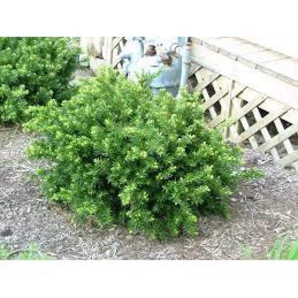1 Gal. Dense Spreading Yew Shrub this Classic Massive Shrub can Now be Used as a Small Specimen Plant - Hercitys