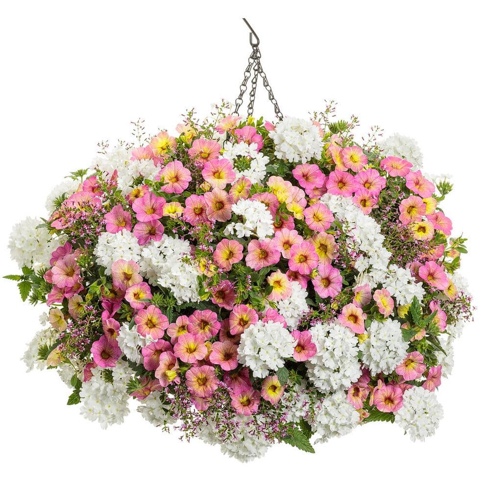 4.25 in. Eco+Grande, Superbells Prism Pink Lemonade (Calibrachoa Hybrid), Live Plant, Pink Flowers (4-Pack) - Hercitys