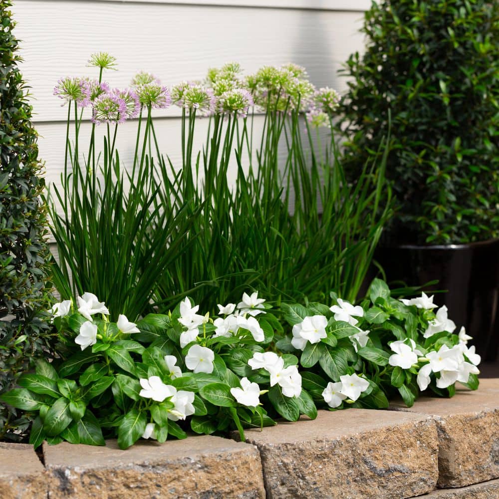 2 qt. Vinca White Annual Plant (3-Pack) - Hercitys