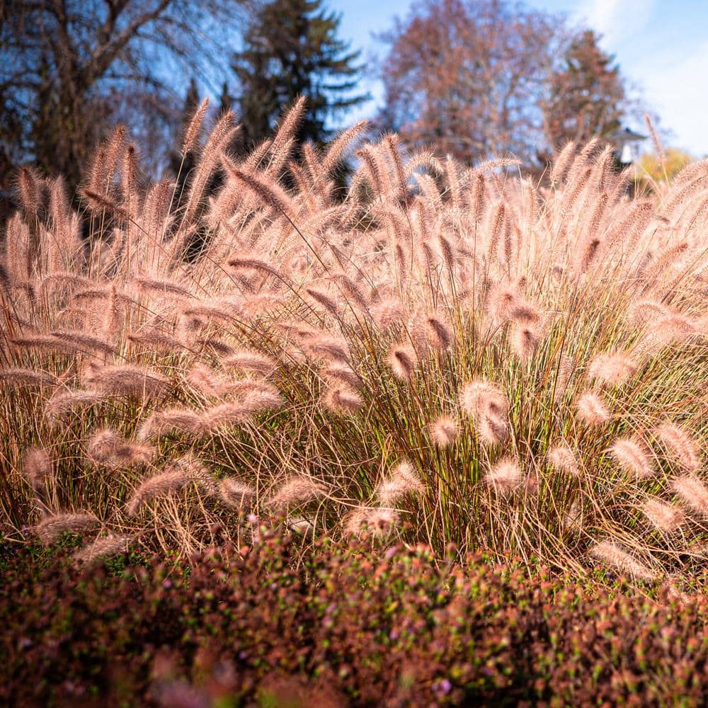 1 Gal. Dwarf Fountain Grass Hamelin - Hercitys