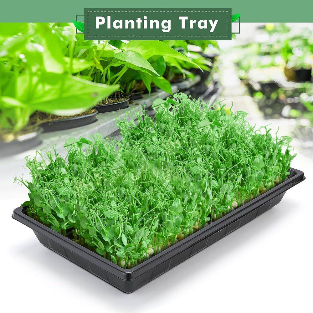 10-Pack Plant Growing Trays Reusable Durable Plastic No Holes Microgreens Seed Starter Transplant Flats - Hercitys