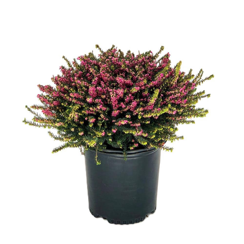 1.5 Gal. Kramer’s Rote Heather Evergreen Live Shrub with Bright Pink Flowers - Hercitys