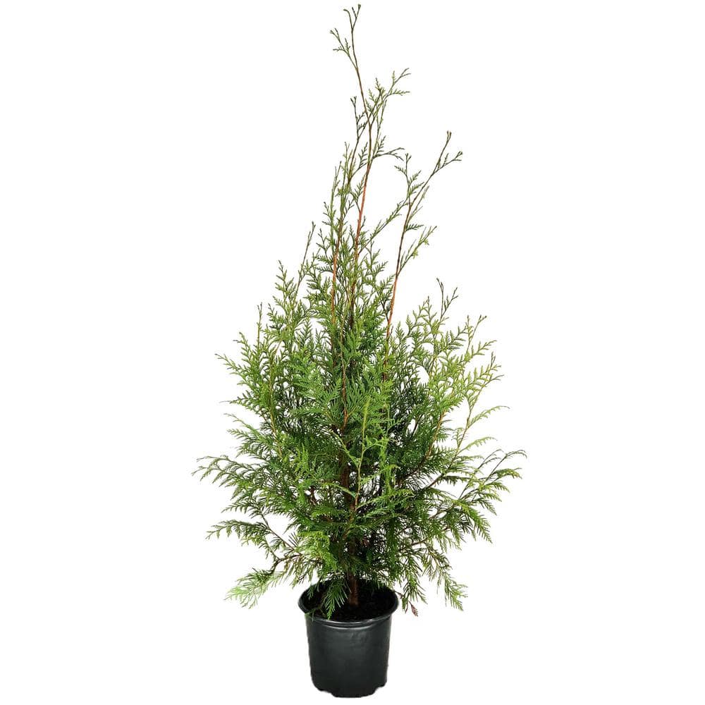 2.25 gal. Western Red Cedar (Thuja plicata) Evergreen Tree (1-Each) - Hercitys