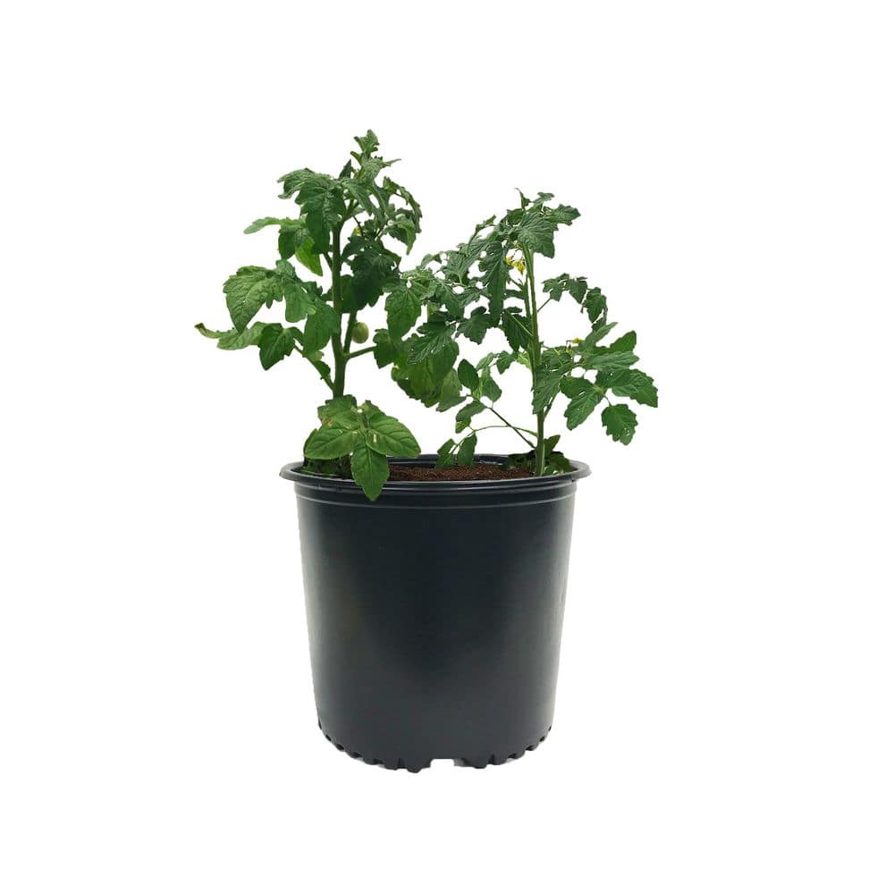 3 Gal. Nursery Pots (20-Pack) - Hercitys