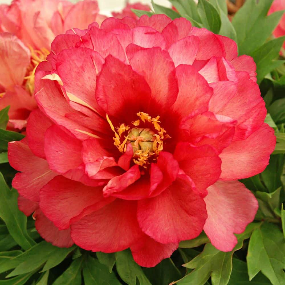 1 gal. Pot, Julia Rose Itoh Peony Deciduous Flowering Perennial Starter Plant (1-Pack) - Hercitys