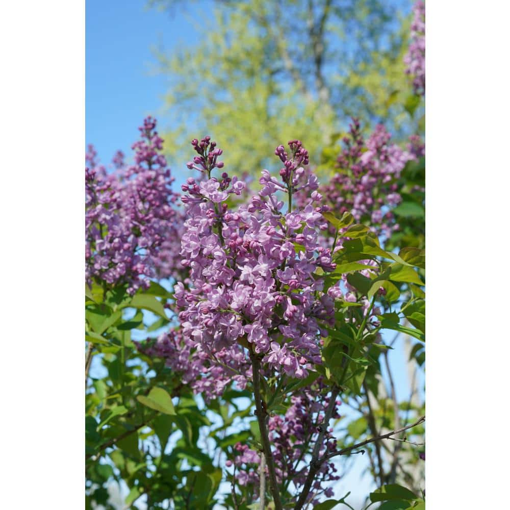 4.5 in. Quart Scentara Double Blue Lilac (Syringa) Live Shrub with Purple-Blue Flowers - Hercitys