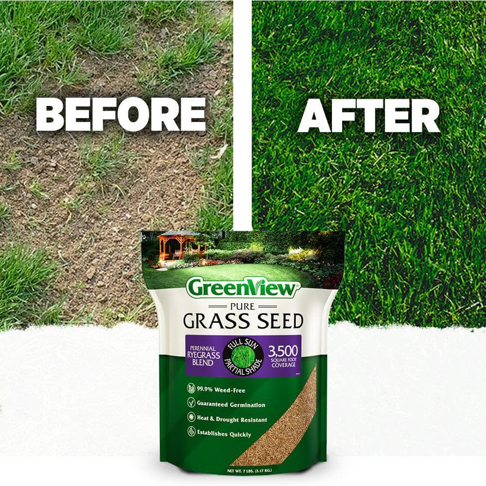3 lbs. Pure Grass Perennial Ryegrass Blend – Covers up to 1,500 sq. ft. - Hercitys