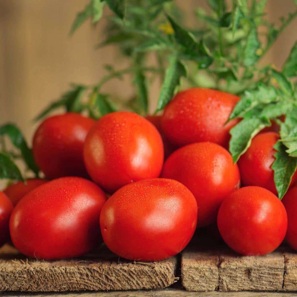 19 oz. Plum Roma Tomato Plant (2-Pack) - Hercitys