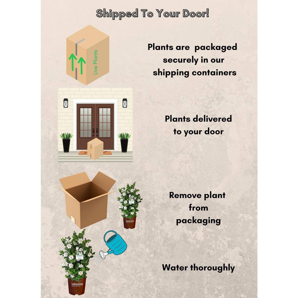 2 Gal. Diamond Spire Gardenia Shrub with Fragrant White Blooms - Hercitys