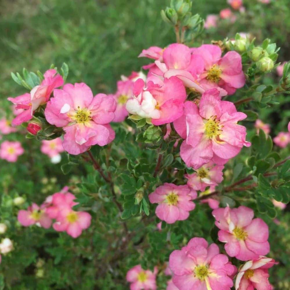 2.0 Gal. Potentilla Happy Face Hearts (Potentilla f. ‘Happy Face Hearts’) Shrub with Pink Flowers 1-Each - Hercitys