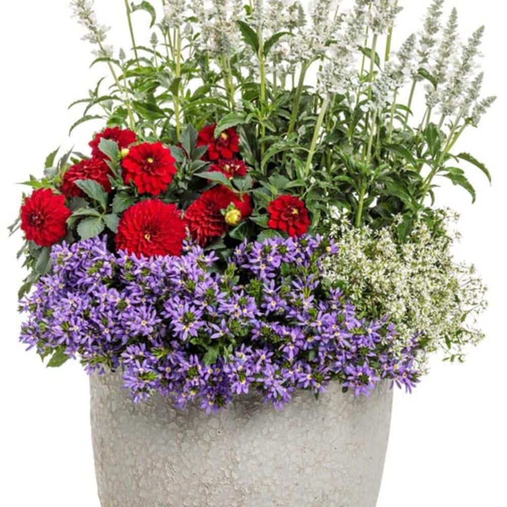 4.25 in. Eco+ Grande Stardiva Blue Fan Flower (Scaevola Aemula) Live Annual Plant with Blue Flowers 4-Pack - Hercitys