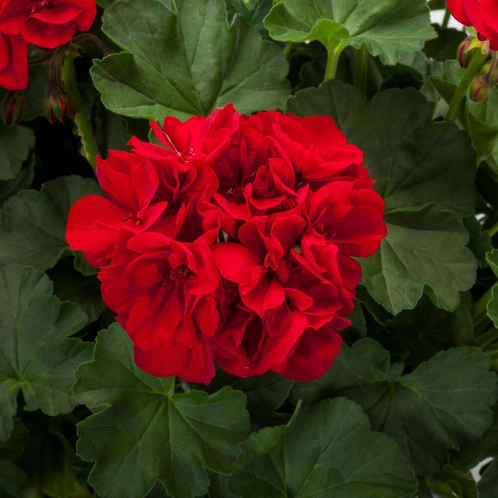 2 Gal. Dark Red Dark Leaf Calliope Medium Geranium Plant - Hercitys