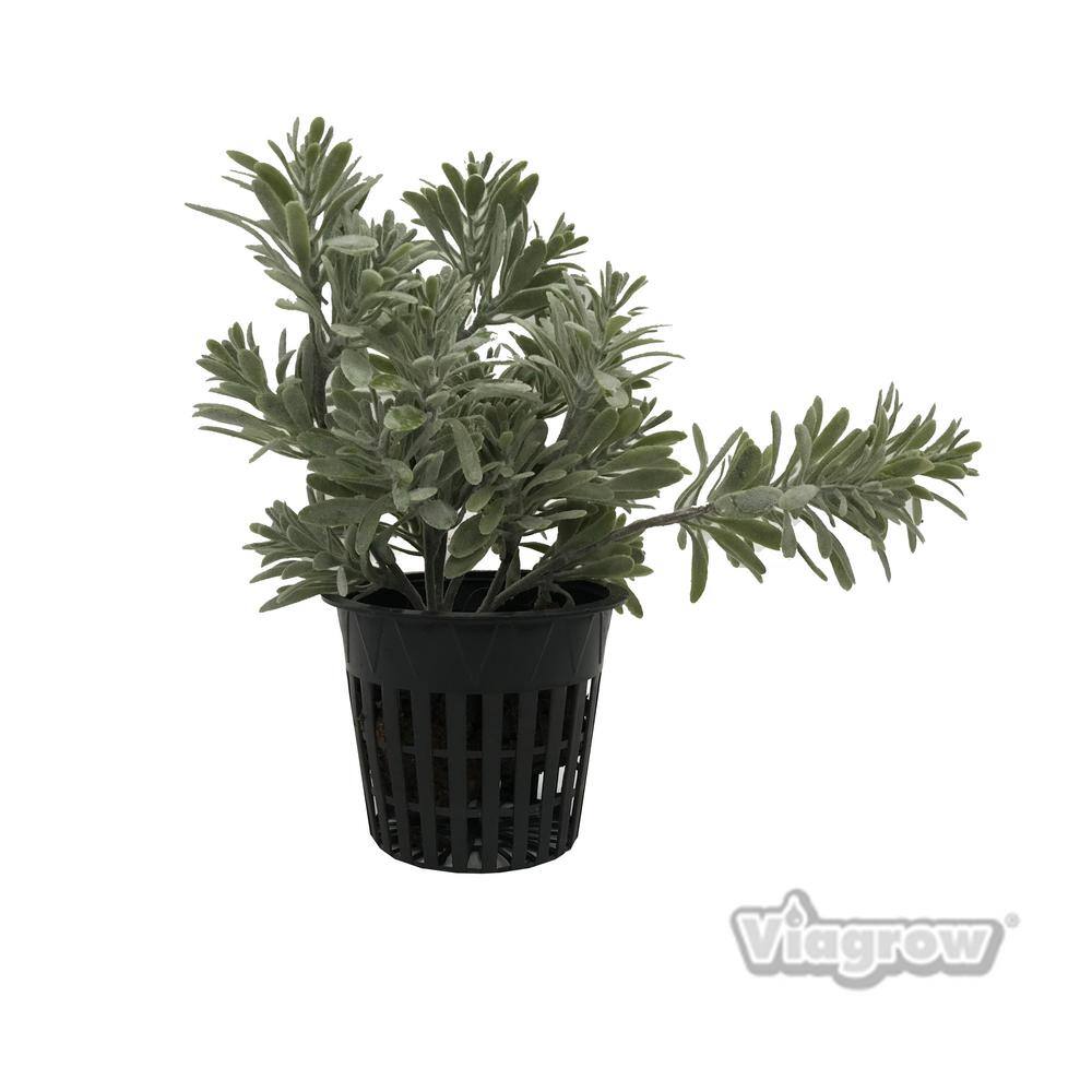 3 in. Black Round Cup with Slotted Black Plastic Mesh Net Pot (50-Pack) - Hercitys