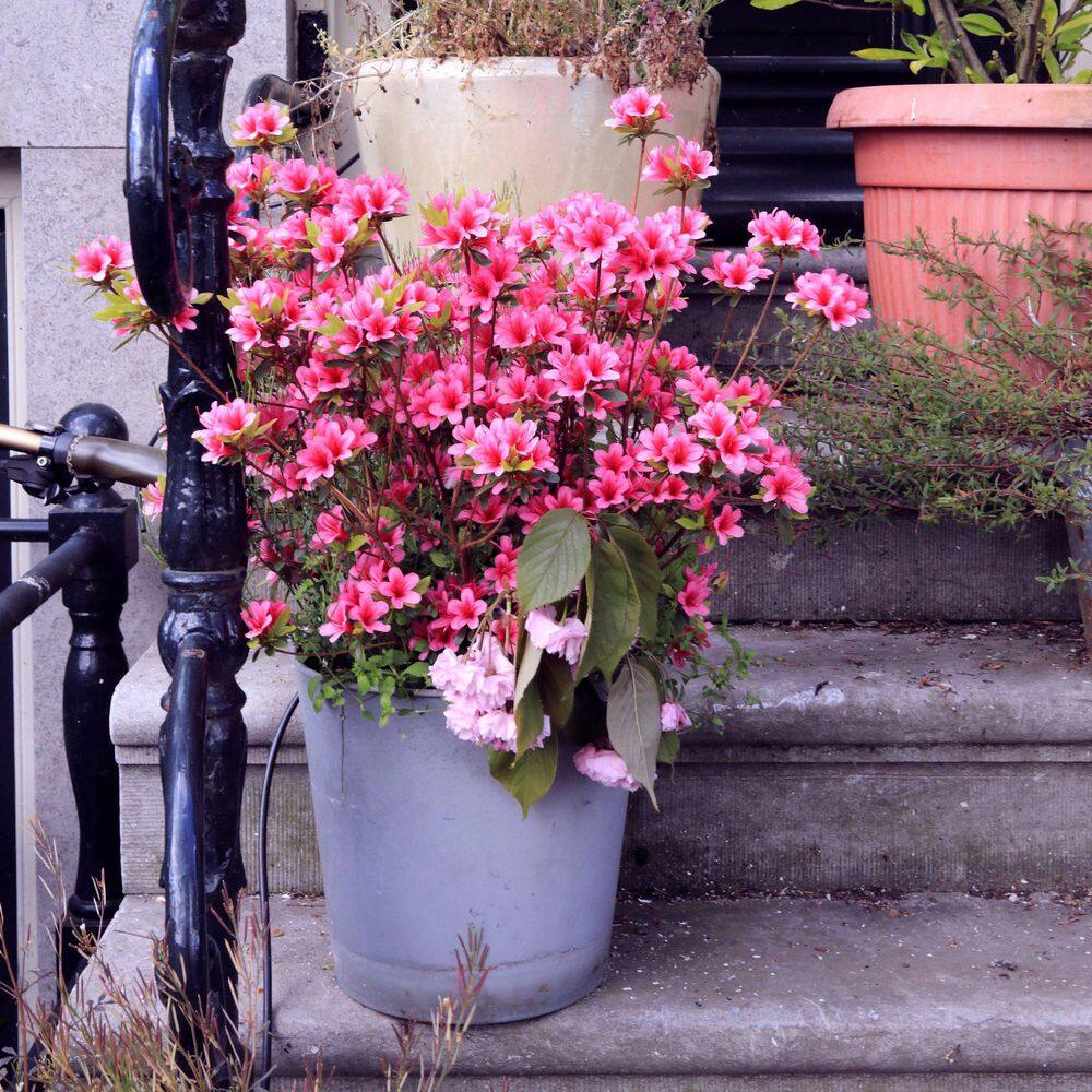 2.5 Quart Azalea ‘Rene Michelle’ Flowering Shrub with Pink Flowers - Hercitys