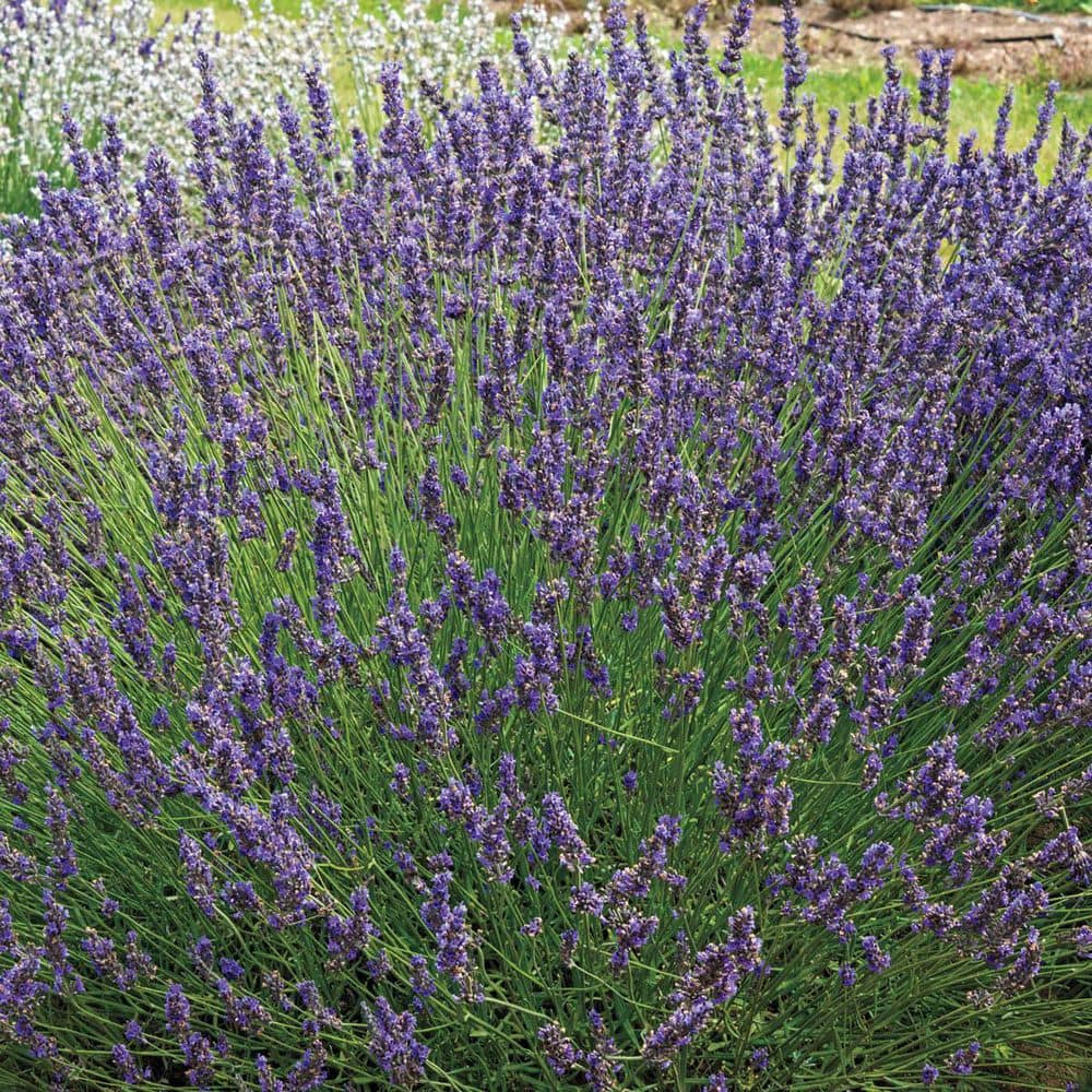 1 Gal. Pot Munstead Lavender Flowering Perennial Plant (1-Pack) - Hercitys