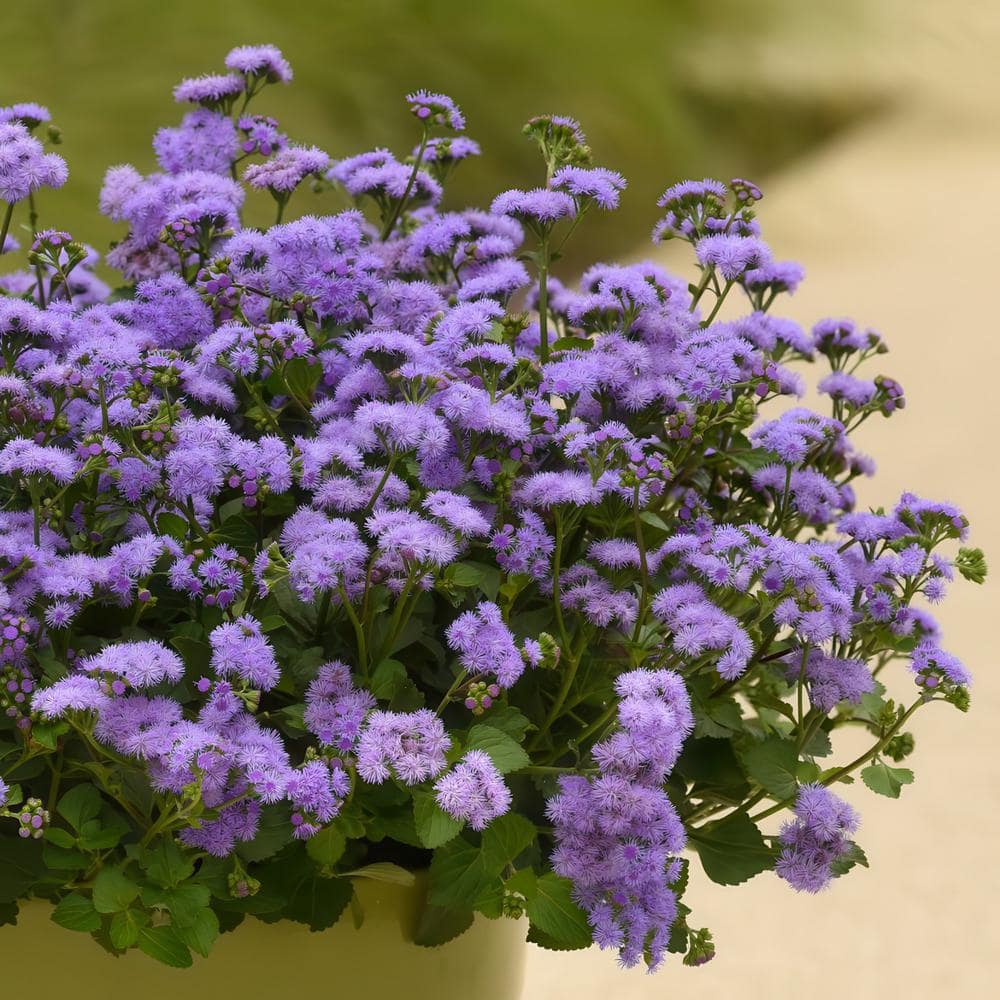 3.25 in. Ageratum Monarch Magic Floss Flower Perennial Plant with Purple Flowers (3-Pack) - Hercitys