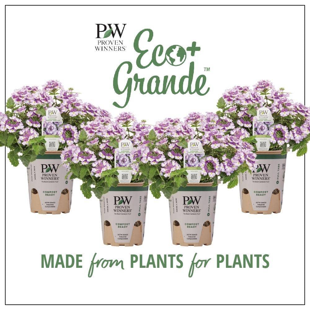 4.25 in. Eco+Grande Superbena Royale Sparkling Amethyst (Verbena) Live Plant, Purple and White Flowers (4-Pack) - Hercitys