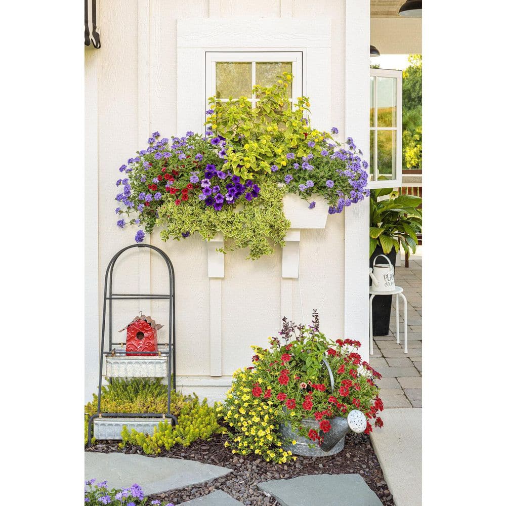 4.25 in. Eco+Grande Mezoo Trailing Red Livingstone Daisy (Mesembryanthe) Live Plant, Red Flowers (4-Pack) - Hercitys