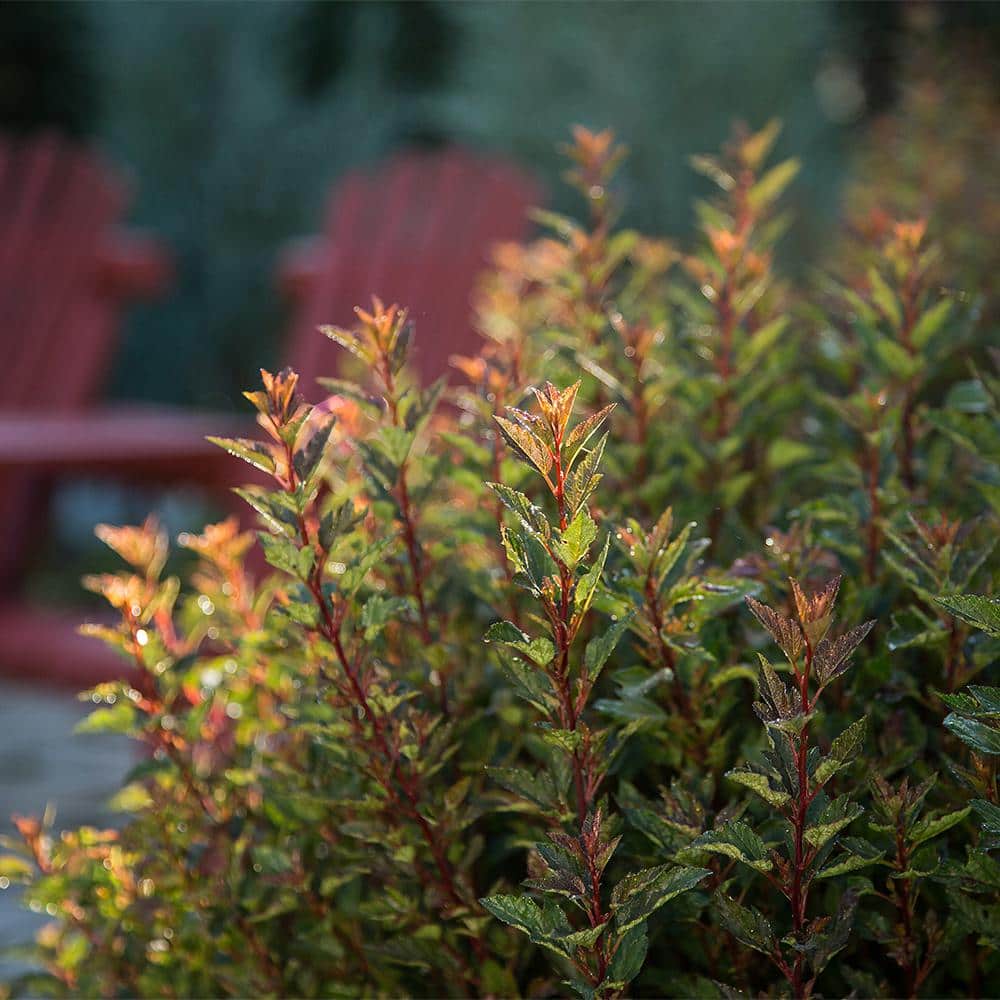 2 Gal. Little Devil Ninebark Shrub with Dark Foliage - Hercitys