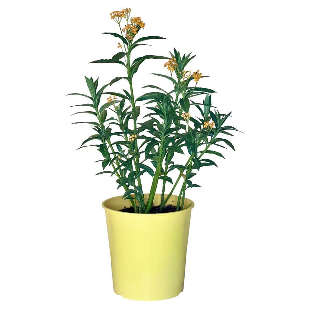 1.5 Gal Asclepias (Butter Fly Weed) Gold Flower Plant in 8.25 in. Grower’s Pot - Hercitys