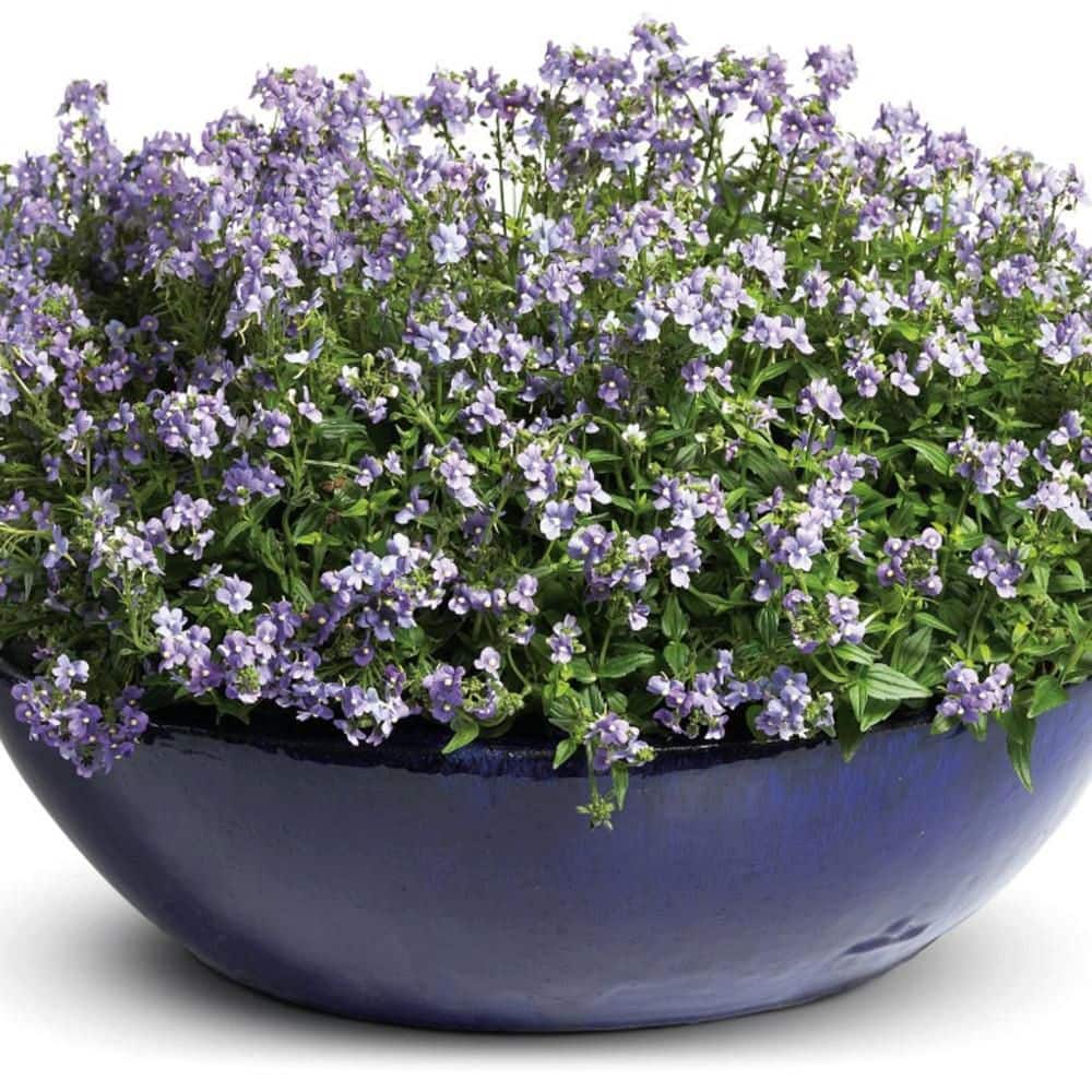 4.25 in. Eco+ Grande Bluebird Nemesia (Nemesia Fruticans) Live Annual Plant with Purple Flowers 4-Pack - Hercitys