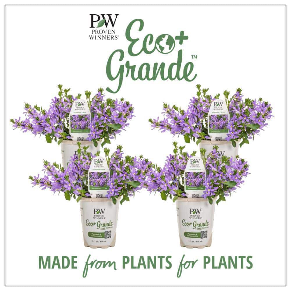 4.25 in. Eco+ Grande Stardiva Blue Fan Flower (Scaevola Aemula) Live Annual Plant with Blue Flowers 4-Pack - Hercitys