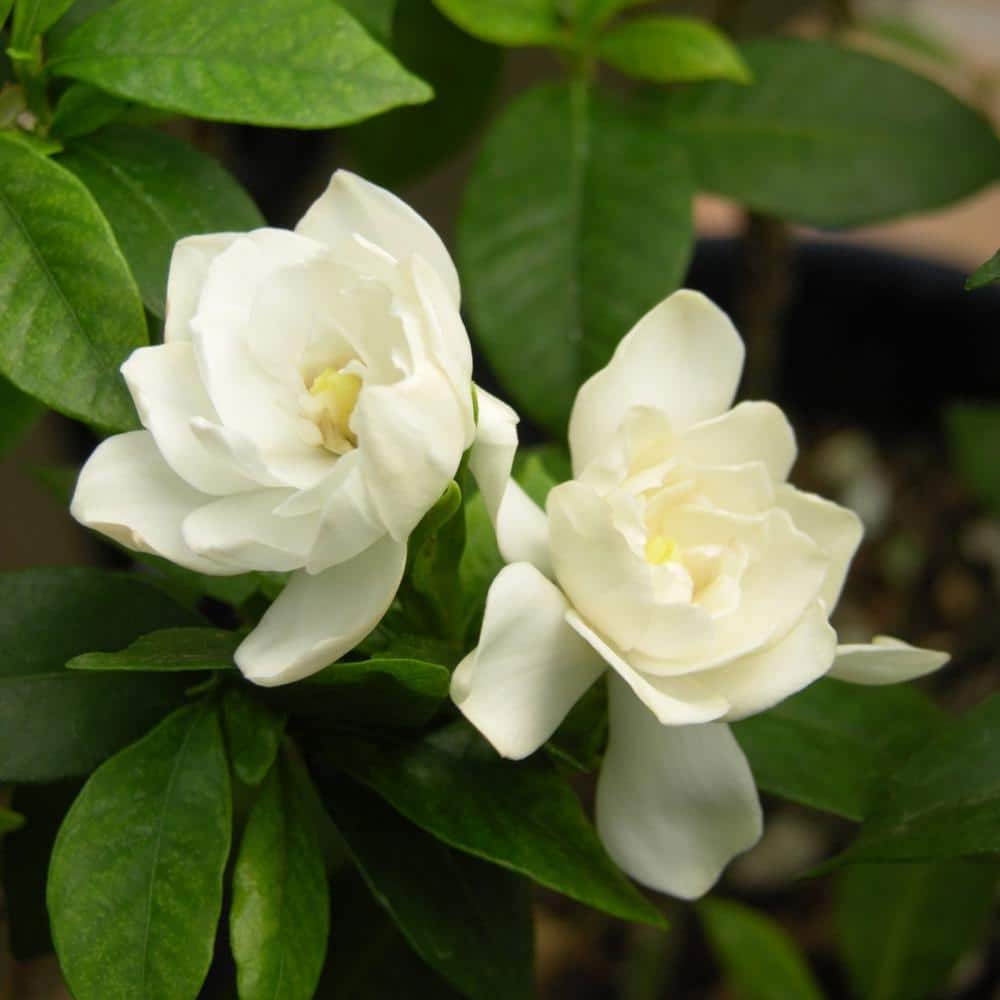 2.5 qt. Gardenia August Beauty Flowering Shrub with White Blooms - Hercitys