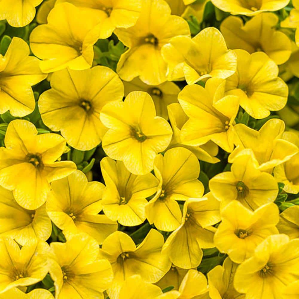 4.25 in. Eco+Grande Superbells Yellow (Calibrachoa) Live Plant, Yellow Flowers (4-Pack) - Hercitys