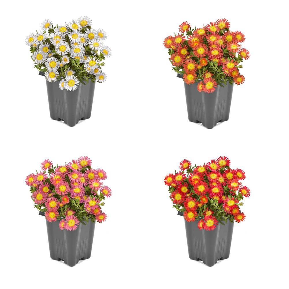 1.0 PT Delosperma Wheels of Wonder Mix Perennial Plant with Multi-Colored Flowers – (4-Pack) - Hercitys