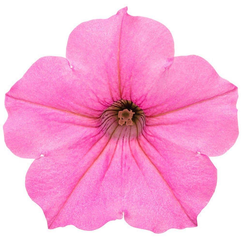 4.25 in. Grande Supertunia Vista Bubblegum (Petunia) Annual Live Plant with Bright Pink Flowers (4-Pack) - Hercitys