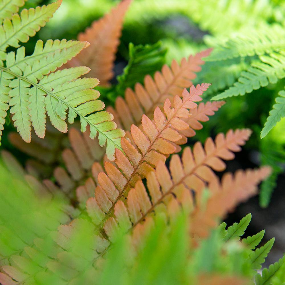 1 Gal. Autumn Fern Green Foliage Shrub (2-Pack) - Hercitys