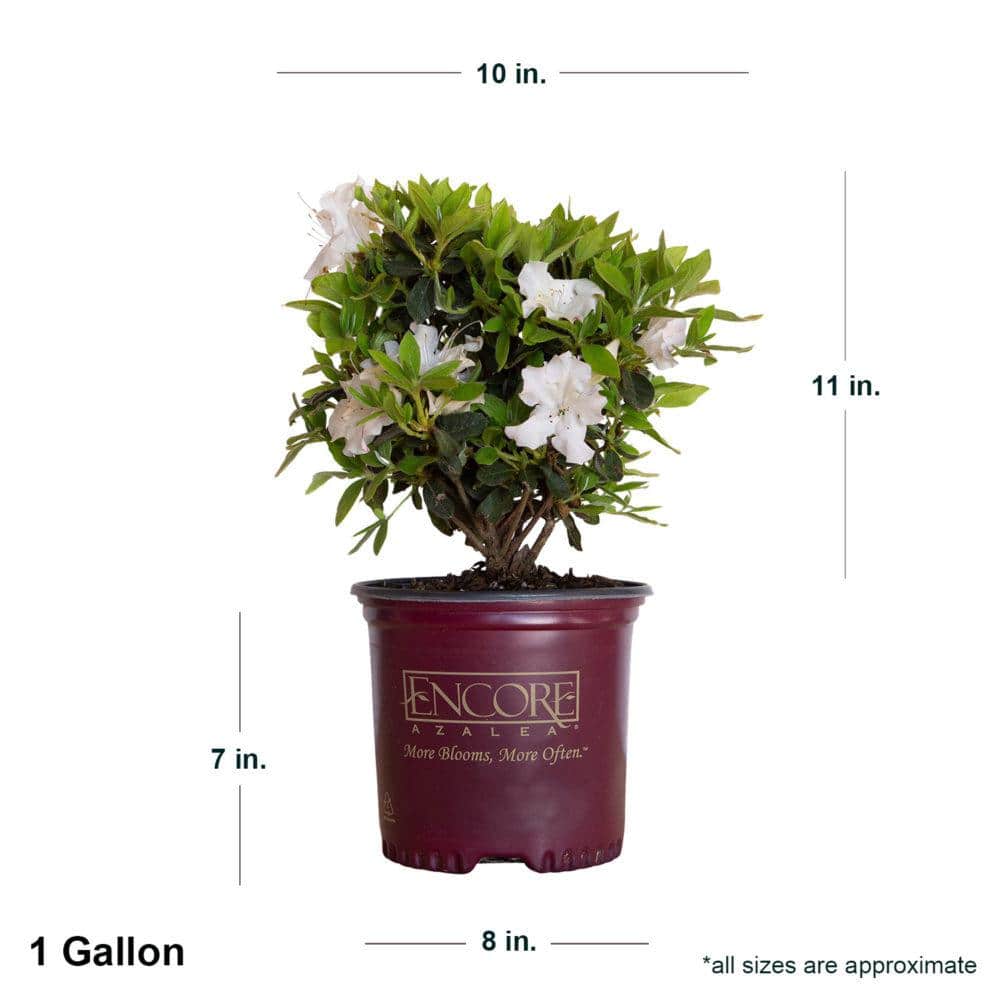 1 Gal. Autumn Lily Shrub with Brilliant White and Purple Streaking Reblooming Flowers - Hercitys