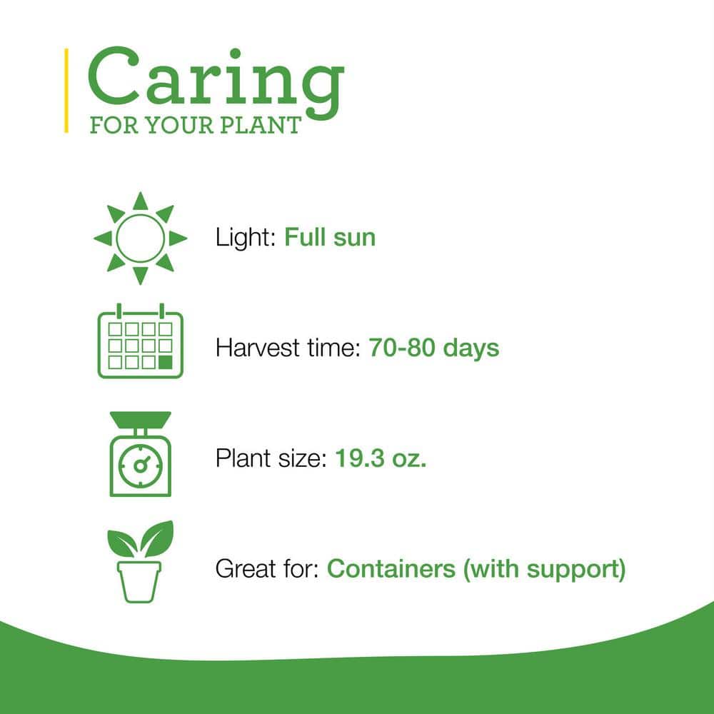 19 oz. Sweet Red Bell Pepper Plant (2-Pack) - Hercitys