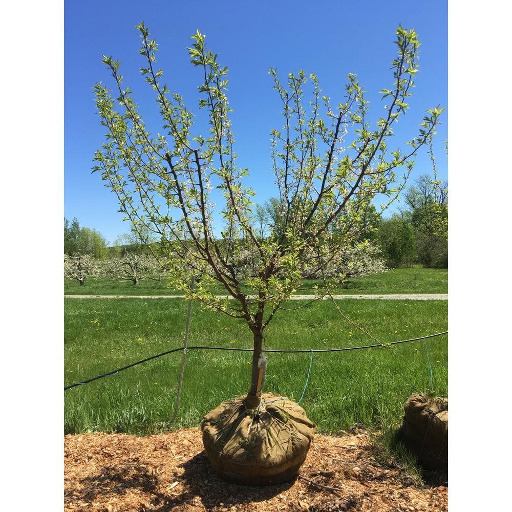 3 ft. Bubblegum ‘Toka’ Plum Tree - Hercitys