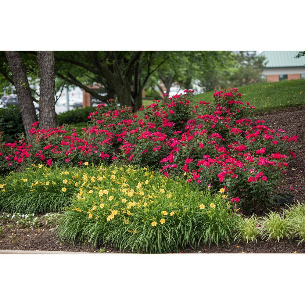 2 Gal. Red Knock Out Rose Bush with Red Flowers - Hercitys