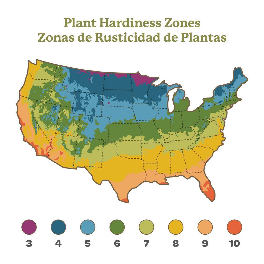 2 in. Pot Citronella Live Plant (2-Packet), Green Foliage - Hercitys