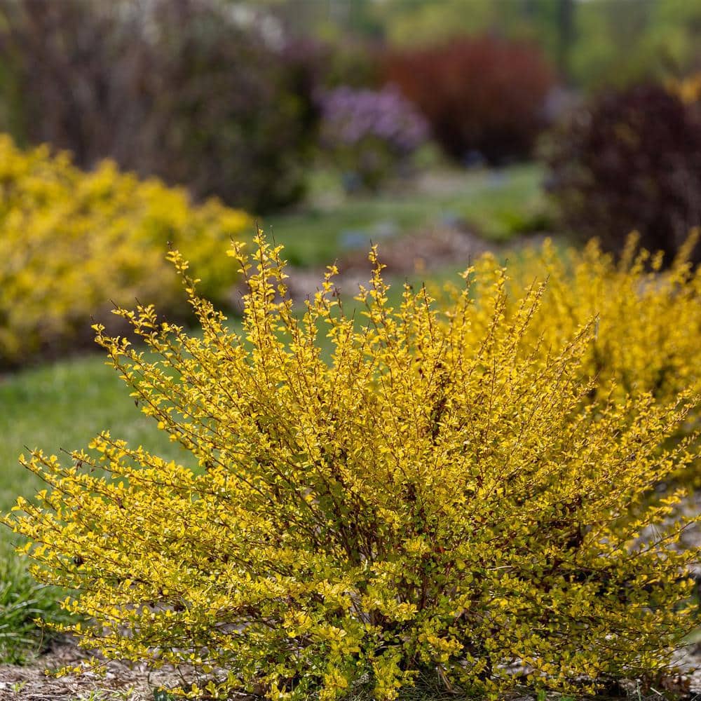2 Gal. Lucky Devil Ninebark Shrub with Bright Yellow Foliage - Hercitys